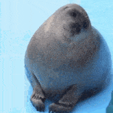 Seal Seal Hop GIF - Seal Seal Hop Seal Jump GIFs