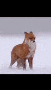 a red fox is standing in the snow in the fog .