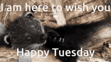 Happy Tuesday GIF - Happy Tuesday Binturong GIFs