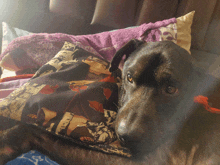 a dog is laying on a couch with a pillow that says " naruto " on it