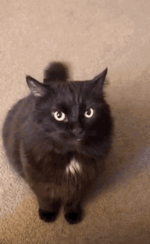 Furry Angy GIF - Furry Angy Cute GIFs