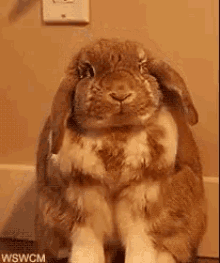 Bunny Hahaha GIF - Bunny Hahaha No GIFs