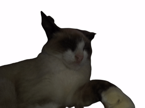 Cat Sticker - Cat - Discover & Share GIFs