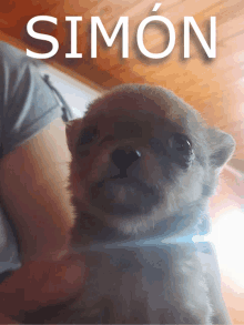 Simondog Simonsimon GIF