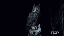 Im Watching You Great Horned Owl On The Hunt GIF - Im Watching You Great Horned Owl On The Hunt Ive My Eyes On You GIFs