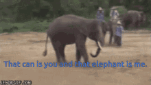 Can Kicker Elephant GIF - Can Kicker Elephant Me GIFs