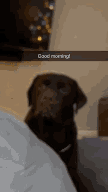 Hello Hello Good Morning GIF - Hello Hello Good Morning Morning GIFs