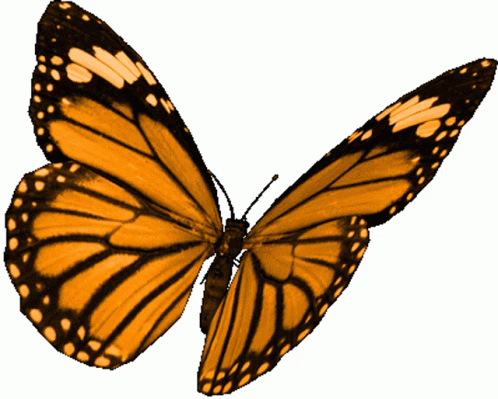 Живые прозрачные картинки. Бабочка машет крыльями. Анимированные бабочки. Бабочки анимация на прозрачном фоне. Анимашки бабочки на прозрачном фоне.