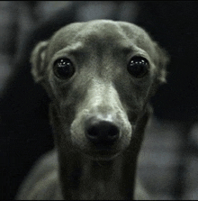 a close up of a dog 's face with a black background