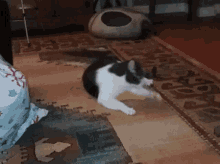Spinning Catnip GIF