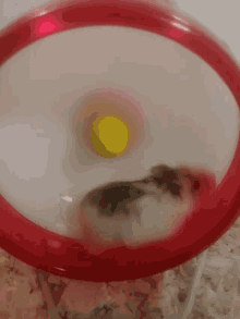 workout running spinning wheel hamster