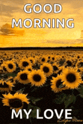 Sunflower Yellow Sky GIF - Sunflower Yellow Sky Sunrise GIFs