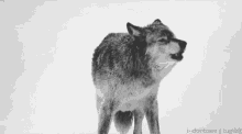 wolf howl calling animals