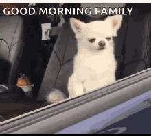 Good Morning Waking Up GIF - Good Morning Waking Up Dogs GIFs