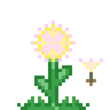 flowers dandelion