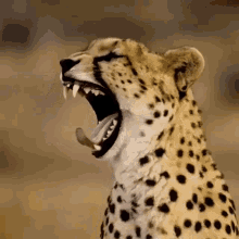 Yawn Roar GIF - Yawn Roar Jaguar GIFs