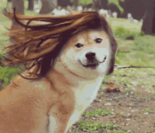 Dog Hair GIF - Dog Hair GIFs