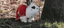 Brave Wizard Bunny - Brave GIF - Wizard Bunny Bunny Magic GIFs
