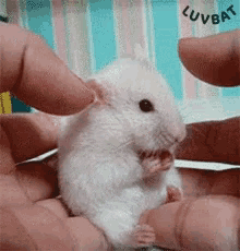 Hamster Surprise GIF - Hamster Surprise Shock GIFs