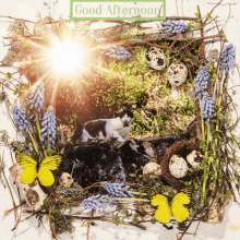 Good Afternoon Animal Cute GIF - Good Afternoon Animal Cute Cat GIFs
