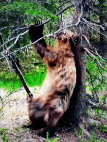 Beardance Inthewoods GIF