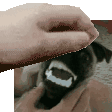 a close up of a person petting a dog 's head .