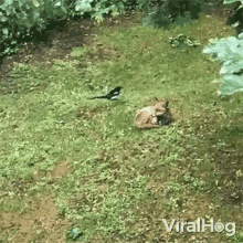 Magpie Picking On A Fox Viralhog GIF - Magpie Picking On A Fox Viralhog Fox Getting Annoyed By A Magpie GIFs