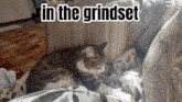 a cat laying on a couch with the words in the grindset written above it