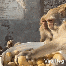 Eating Potatoes Viralhog GIF - Eating Potatoes Viralhog Feasting On Potatoes GIFs