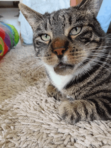 a cat laying on a rug with a toy in the background