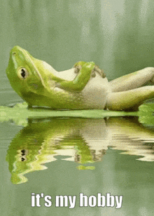 Frog Hobby GIF - Frog Hobby GIFs