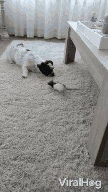 Playing Mouse GIF - Playing Mouse Interspecies GIFs