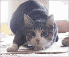 Cat Wiggling Shaquille O Neal GIF - Cat Wiggling Shaquille O Neal Big Cat GIFs