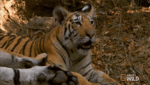 Getting Your Attention Searching For The Tigress GIF - Getting Your Attention Searching For The Tigress Secret Life Of Tigers GIFs