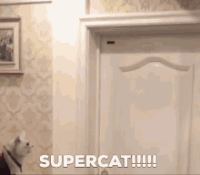 Supercat Flying Cat GIF - Supercat Flying Cat Cats GIFs