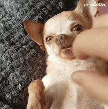 Scratching Feels Good GIF - Scratching Feels Good Relaxed GIFs