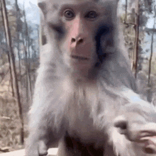 a close up of a monkey holding another monkey 's hand in a forest .