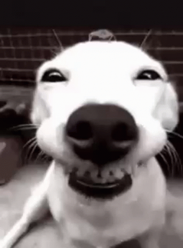 Funny Smile GIF - Funny Smile Dog - Discover & Share GIFs