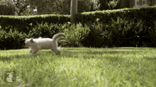 Adorable Fluffy Kittens Playing In The Grass GIF - Cute Kittens Pets GIFs