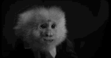 Believe Monkey GIF - Believe Monkey David Lynch GIFs