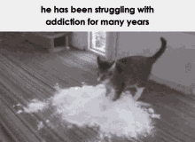 Cat Addiction GIF - Cat Addiction Cocaine GIFs