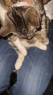 Catbelly GIF - Catbelly GIFs