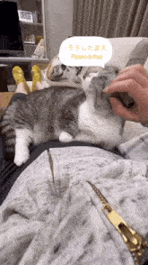 a cat is laying on a person 's lap with a speech bubble that says please do that