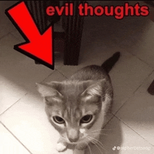 a cat is sitting on a tiled floor with a red arrow pointing to it and the words evil thoughts above it