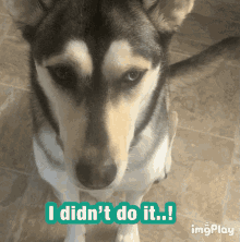 Oh No Dog GIF - Oh No Dog I Didnt Do It GIFs