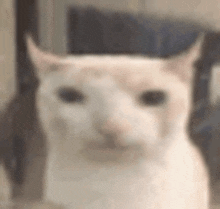 a close up of a cat 's face with a blurry background .