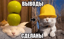 a cat with an apple on its head and another cat with a hard hat on