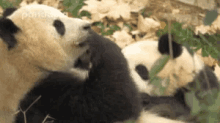 two panda bears are playing with each other in the grass