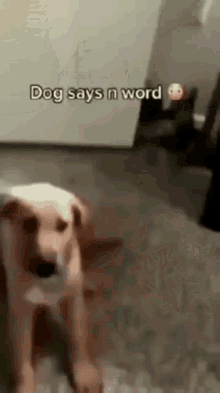 N Word Dog GIF - N Word Dog GIFs