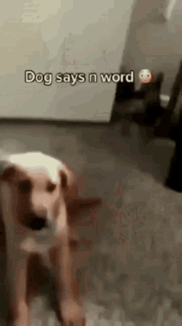 N Word Dog GIF - N Word Dog - Discover & Share GIFs
